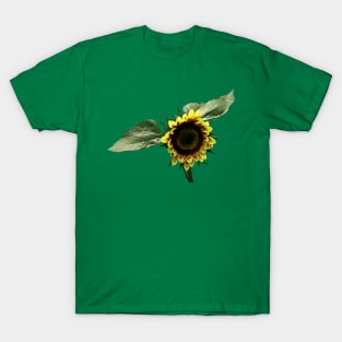 Sunflowers - Yellow and Brown Sunflower T-Shirt
